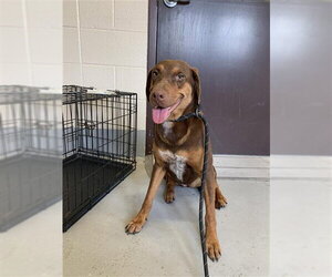 Redbone Coonhound-Unknown Mix Dogs for adoption in Corpus Christi, TX, USA