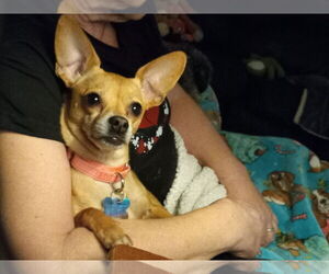 Chihuahua Dogs for adoption in Chandler, AZ, USA