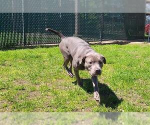 American Pit Bull Terrier Dogs for adoption in Springfield, MA, USA