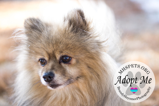 Pomeranian Dogs for adoption in Lake City, MI, USA