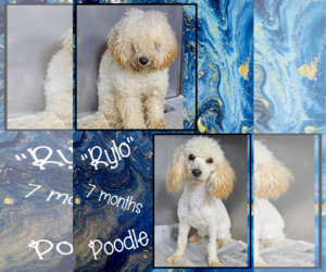 Maltipoo Dogs for adoption in Phelan, CA, USA
