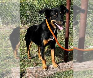 Border-Aussie Dogs for adoption in Essex, VT, USA