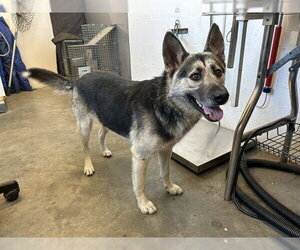 German Shepherd Dog Dogs for adoption in Corona, CA, USA