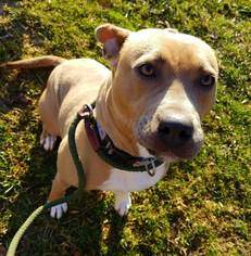 American Staffordshire Terrier Dogs for adoption in Chestertown, MD, USA