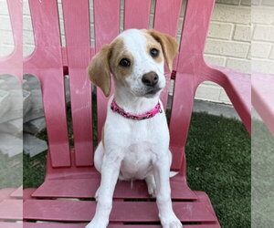 Beagle-Colonial Cocker Spaniel Mix Dogs for adoption in Fort Worth, TX, USA