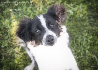 Collie-Unknown Mix Dogs for adoption in Nassau bay, TX, USA