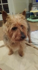 Australian Terrier Dogs for adoption in Pataskala, OH, USA