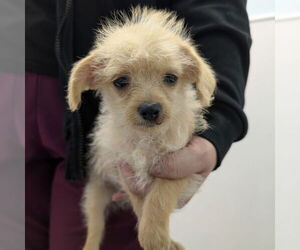 Chihuahua-Unknown Mix Dogs for adoption in Chico, CA, USA