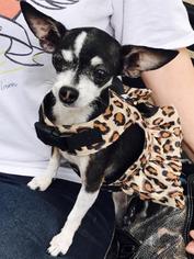 Medium Photo #1 Chihuahua Puppy For Sale in Oakley, CA, USA
