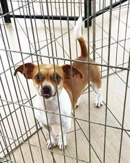 Dachshund Dogs for adoption in Ponca City, OK, USA
