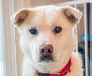 Mutt Dogs for adoption in San Ramon, CA, USA