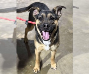 Mutt Dogs for adoption in Coralville, IA, USA