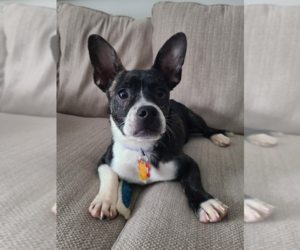 Chihuahua-Unknown Mix Dogs for adoption in Springdale, PA, USA