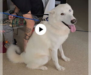 German Shepherd Dog-Huskies  Mix Dogs for adoption in Winston Salem, NC, USA