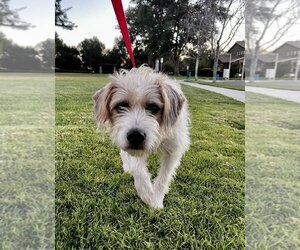 Havanese-Parson Russell Terrier Mix Dogs for adoption in San Diego, CA, USA