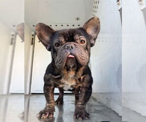 French Bulldog Dogs for adoption in Stockton, CA, USA