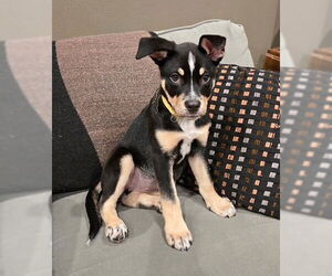Australian Kelpie-Unknown Mix Dogs for adoption in Genesee, WI, USA