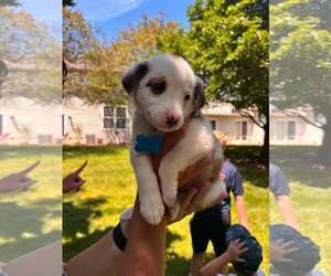 Australian Shepherd-Unknown Mix Dogs for adoption in Plainfield, IL, USA