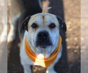 Labrador Retriever-Unknown Mix Dogs for adoption in San Antonio, TX, USA
