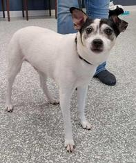 Rat Terrier Dogs for adoption in Carroll, IA, USA
