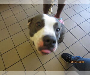 Staffordshire Bull Terrier Dogs for adoption in Ocala, FL, USA