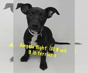 Mutt Dogs for adoption in pomfret, CT, USA