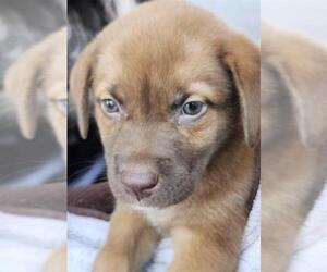 Mutt Dogs for adoption in San Antonio, TX, USA