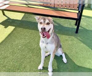 Siberian Husky-Unknown Mix Dogs for adoption in Orange, CA, USA