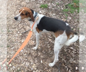 Treeing Walker Coonhound Dogs for adoption in Harrison, AR, USA