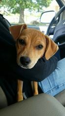 Medium Photo #1 Rat Terrier-Redbone Coonhound Mix Puppy For Sale in Forest, VA, USA