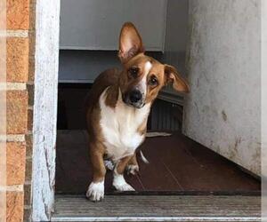 Cardigan Welsh Corgi Dogs for adoption in Newport, KY, USA