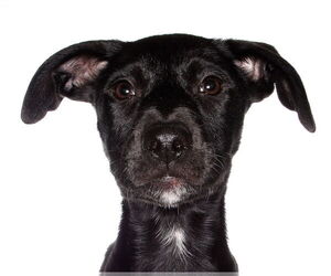 Labrador Retriever Dogs for adoption in Oakland Park, FL, USA