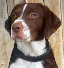 English Springer Spaniel Dogs for adoption in Shakopee, MN, USA