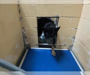 German Shepherd Dog-Unknown Mix Dogs for adoption in Tulsa, OK, USA