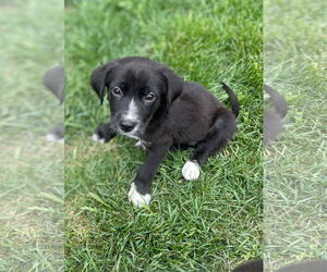 Catahoula Leopard Dog-Great Pyrenees Mix Dogs for adoption in New London, WI, USA