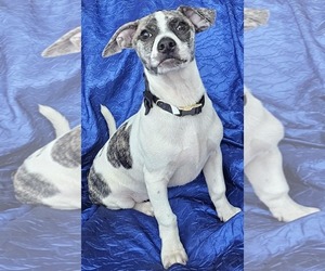 Dachshund-Unknown Mix Dogs for adoption in Cuba, NY, USA