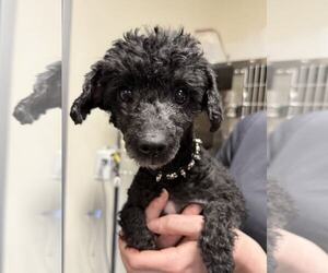 Poodle (Miniature) Dogs for adoption in Lee's Summit, MO, USA