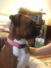 Boxer Dogs for adoption in Lancaster, PA, USA