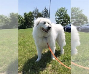 Great Pyrenees Dogs for adoption in Waterford, VA, USA