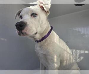 American Staffordshire Terrier-Unknown Mix Dogs for adoption in Houston, TX, USA