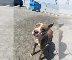 American Pit Bull Terrier Dogs for adoption in Bakersfield, CA, USA