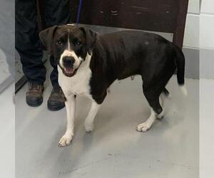 Pointer-Unknown Mix Dogs for adoption in Corpus Christi, TX, USA