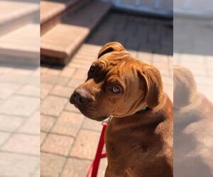 Mastiff Dogs for adoption in Southampton, NY, USA