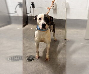 Mutt Dogs for adoption in Forestville, MD, USA