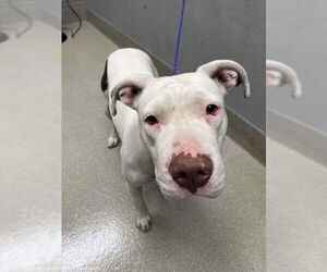 American Pit Bull Terrier-Unknown Mix Dogs for adoption in Las Vegas, NV, USA