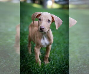 Doberman Pinscher-Unknown Mix Dogs for adoption in Minneaoplis, MN, USA