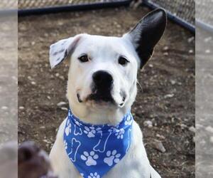 American Staffordshire Terrier-Unknown Mix Dogs for adoption in San Antonio, TX, USA