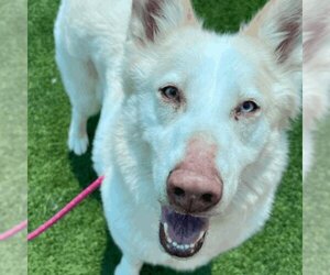 Huskies -Unknown Mix Dogs for adoption in Santa Monica, CA, USA