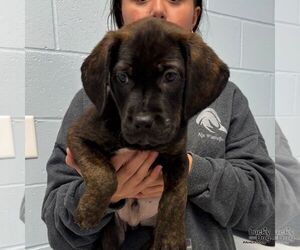 Labrador Retriever-Unknown Mix Dogs for adoption in Washington, DC, USA