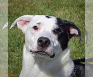 Pyrenees Border Collie Dogs for adoption in Huntley, IL, USA